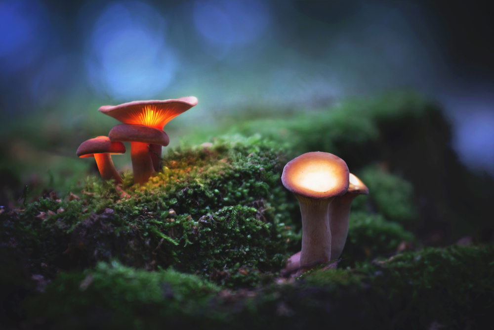 magic mushrooms have been decriminalized in Oakland