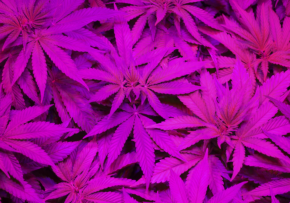 cannabis purple light