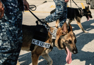 k9 dogs