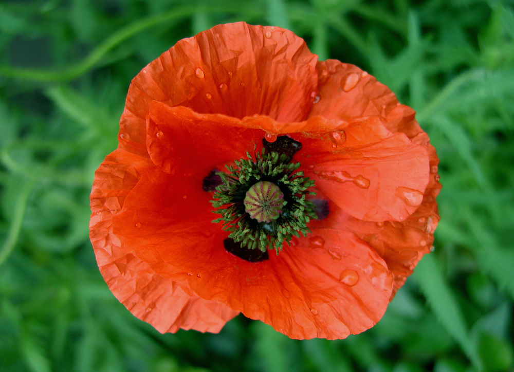 poppy flower