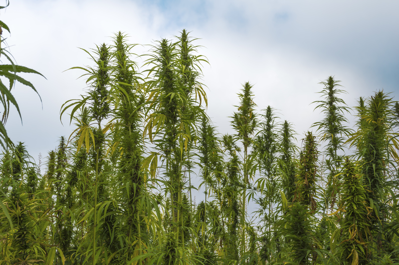 industrial hemp field