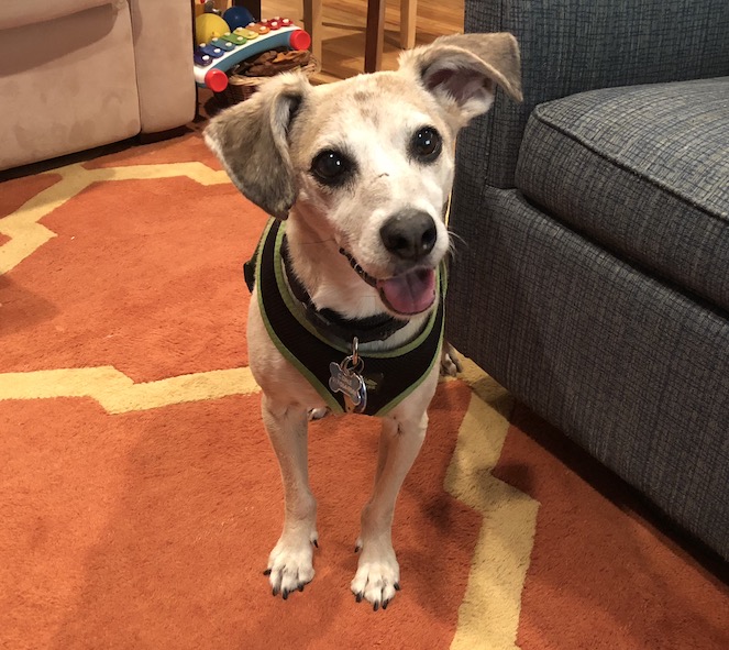 Vector, the author's dog