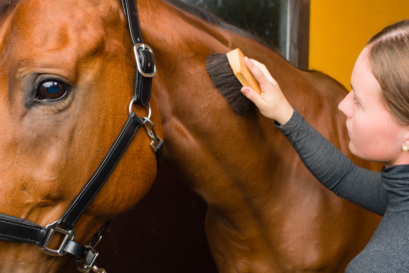 Woman brushing horse